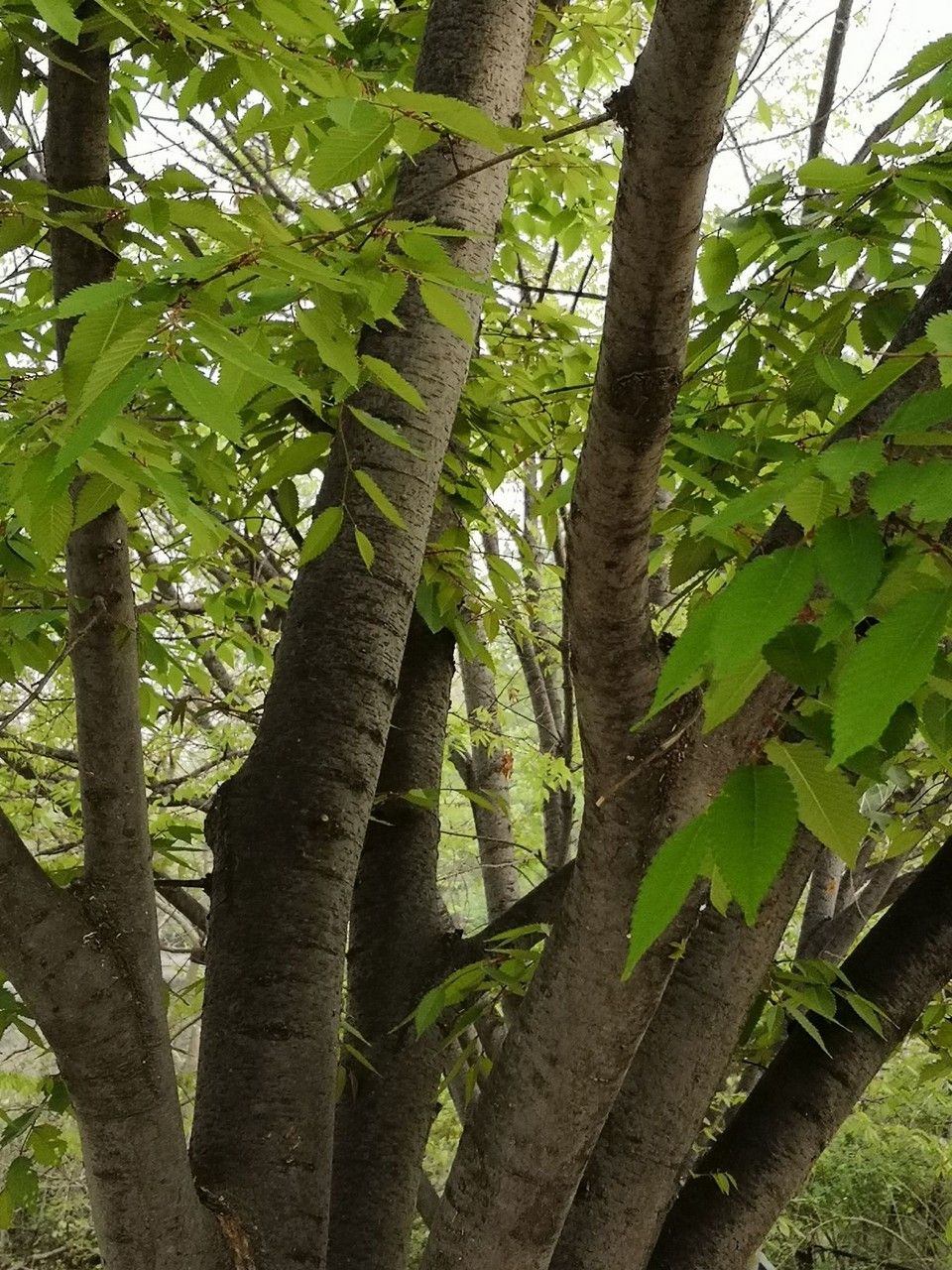 Zelkova schneideriana habit