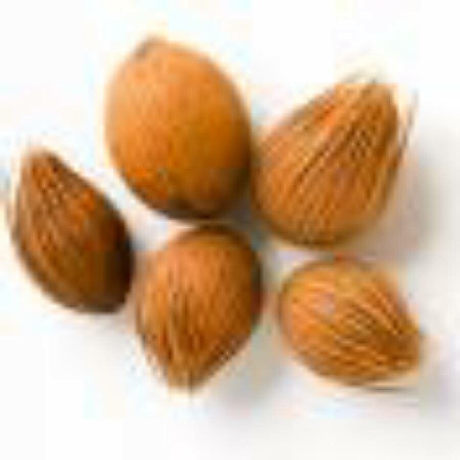 Dypsis lastelliana fruit