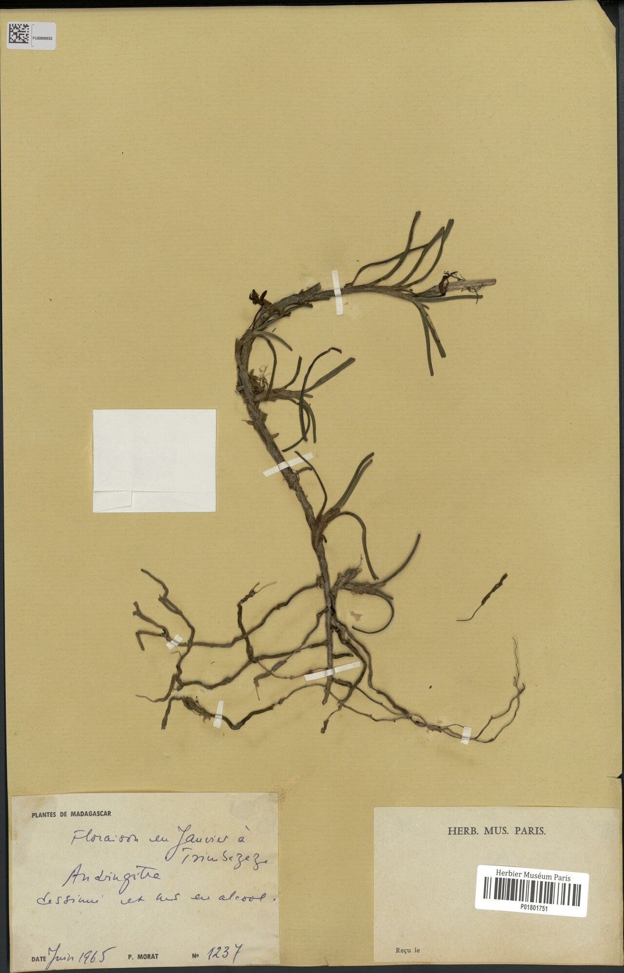 Jumellea hyalina — houseplant care guide