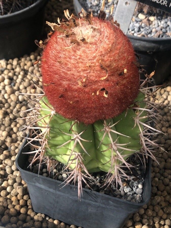 Melocactus bellavistensis