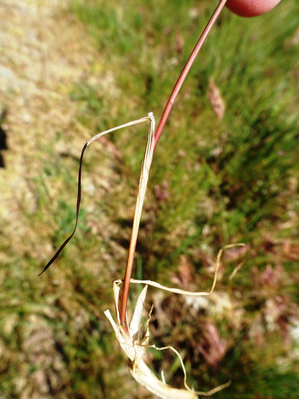 Poa bulbosa — search result for 'Poa'