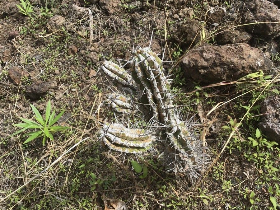 Euphorbia handiensis leaf