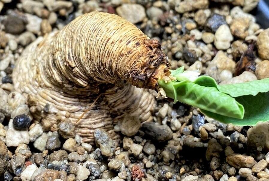 Euphorbia primulifolia — houseplant care guide