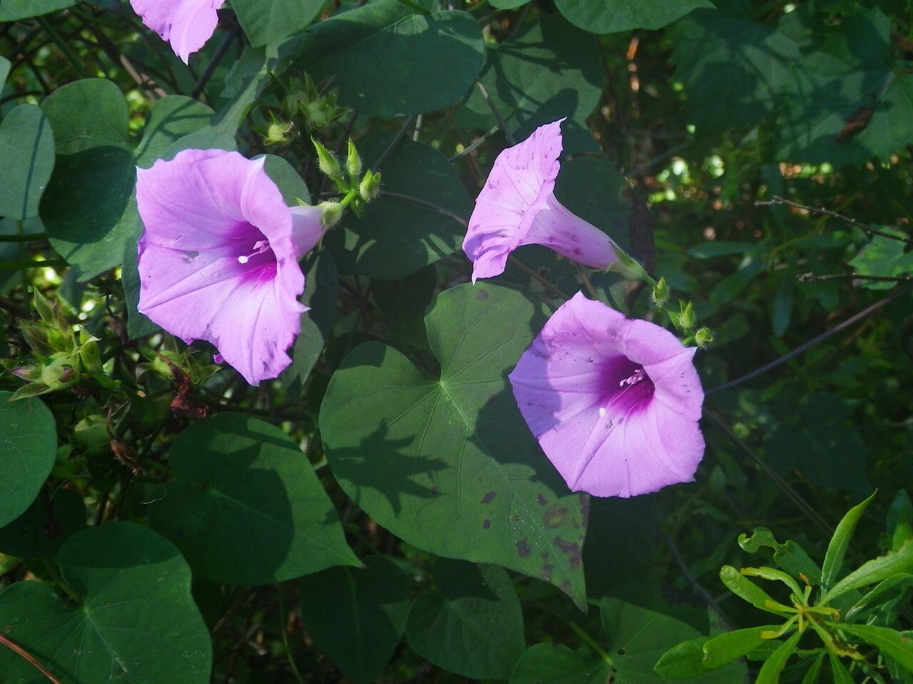 Ipomoea cordatotriloba flower