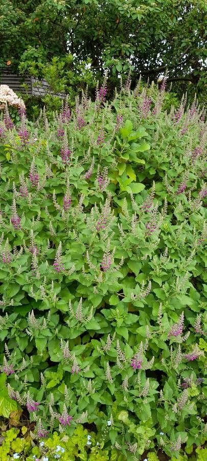 Teucrium betonicum habit