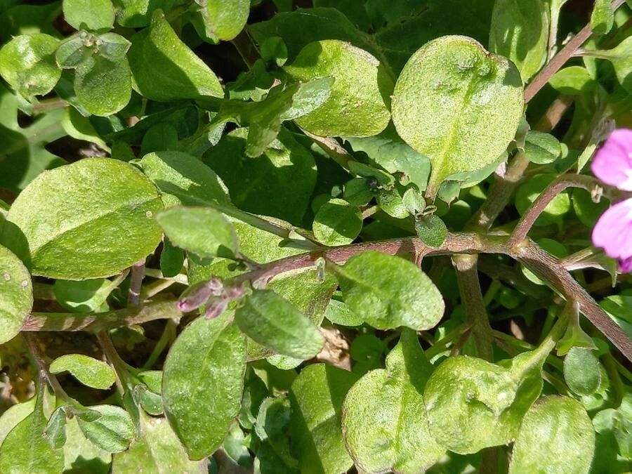 Malcolmia maritima leaf