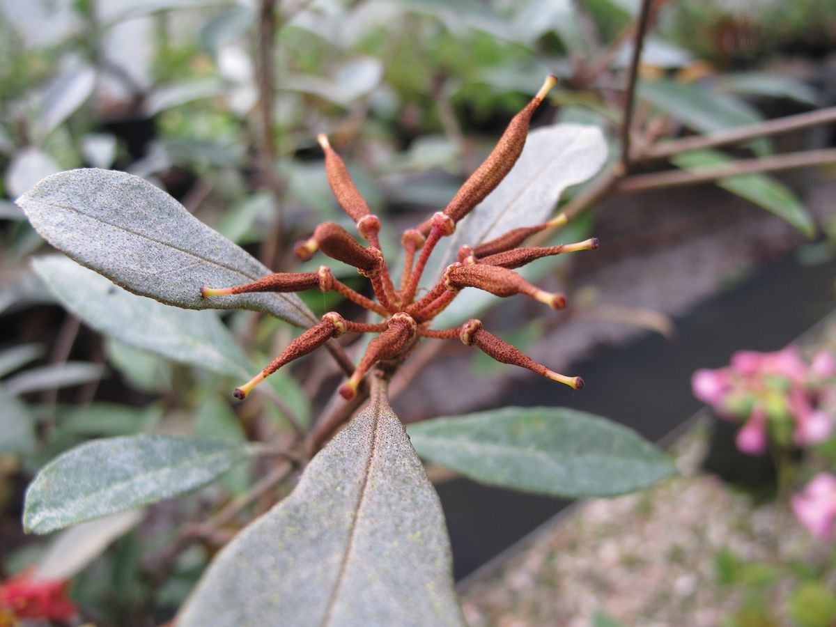 Rhododendron apoanum fruit