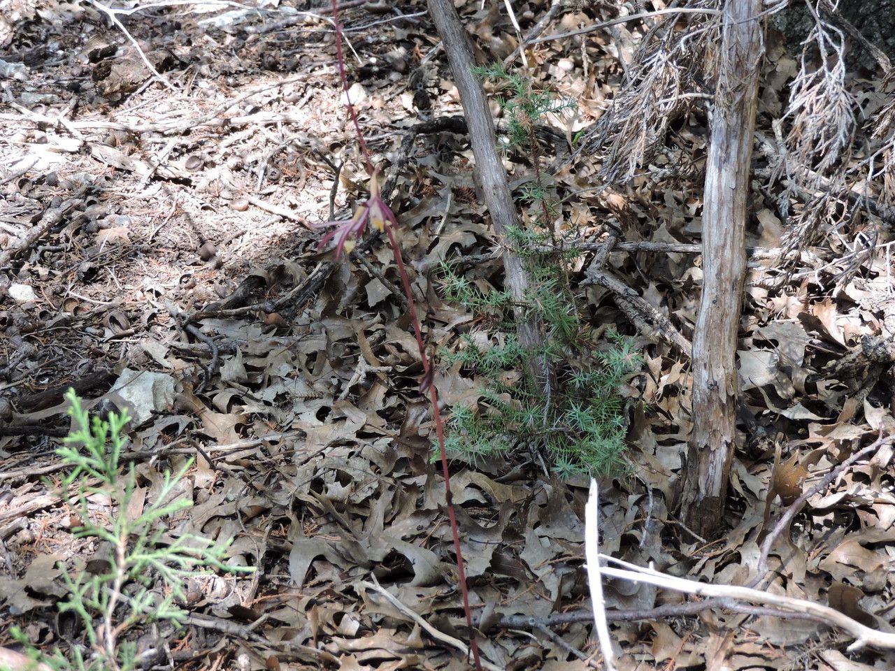 Bletia warnockii habit