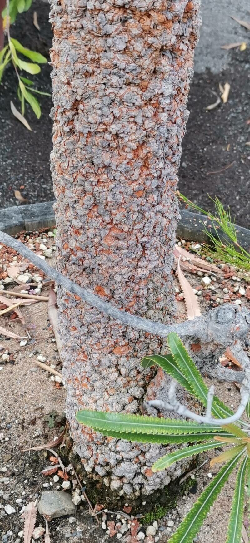 Banksia aemula bark