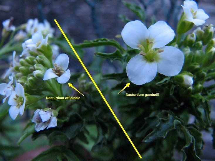 Nasturtium gambelii habit