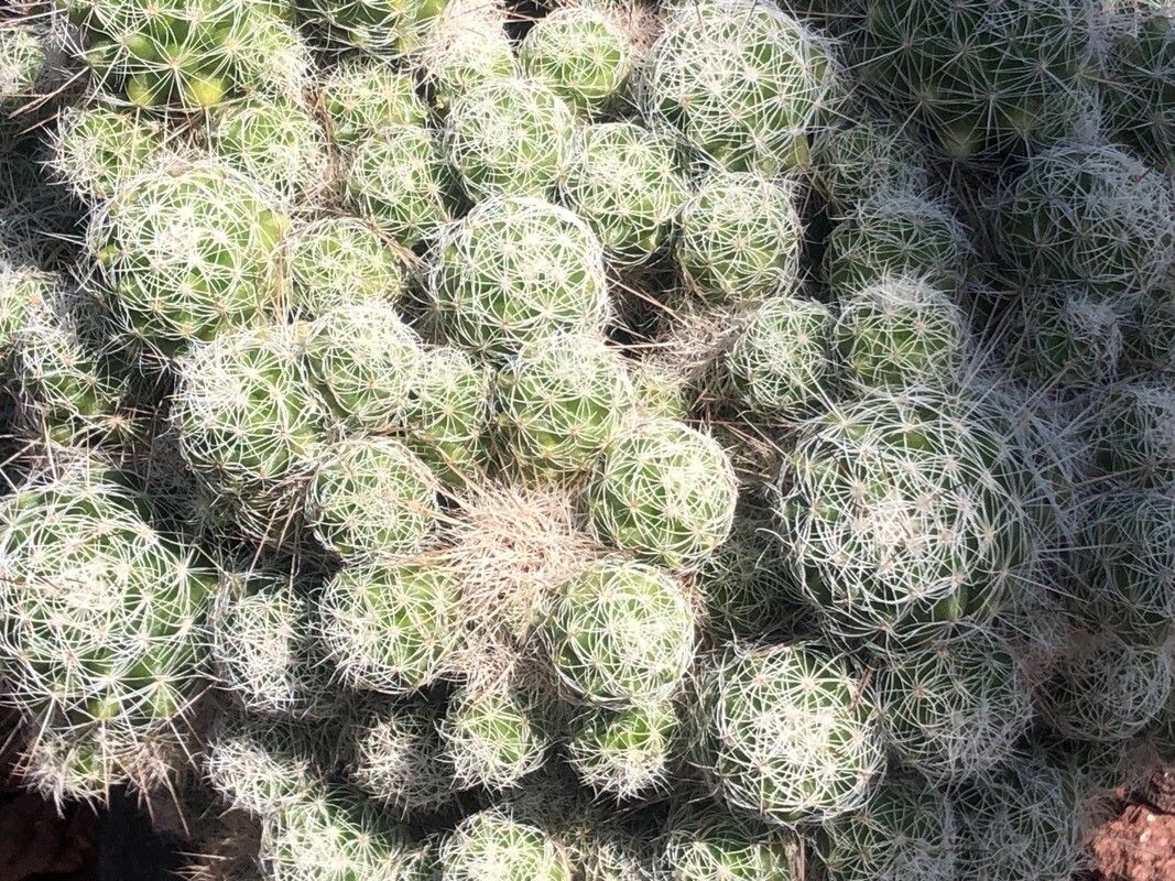 Mammillaria erythrosperma — houseplant care guide