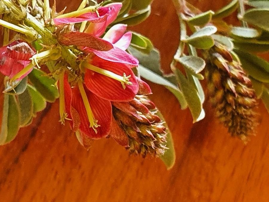 Indigofera schimperi flower