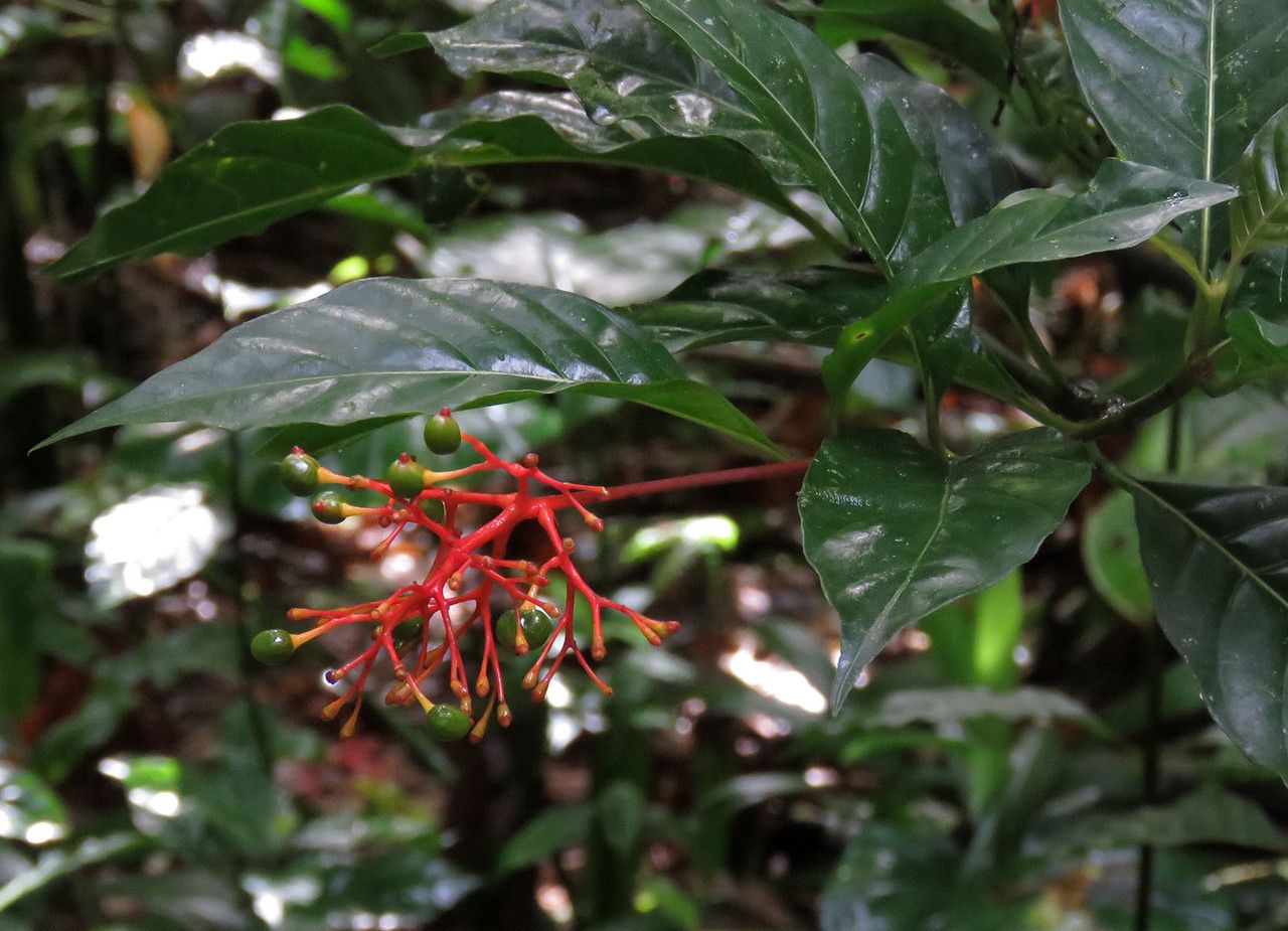 Palicourea crocea leaf