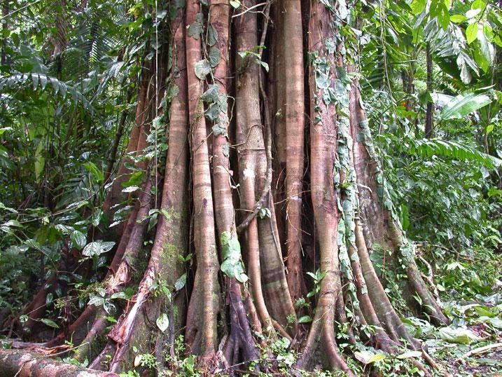 Ficus costaricana bark
