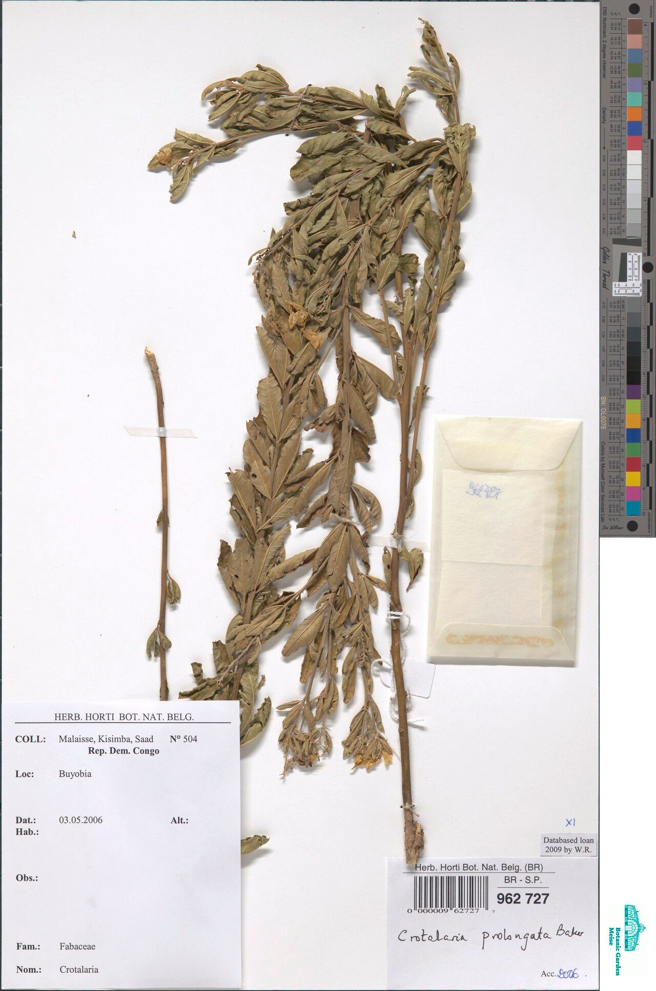 Crotalaria prolongata — houseplant care guide