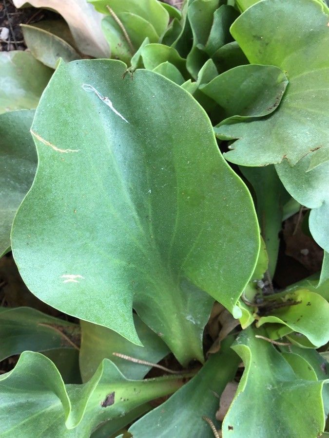 Limonium santapolense leaf