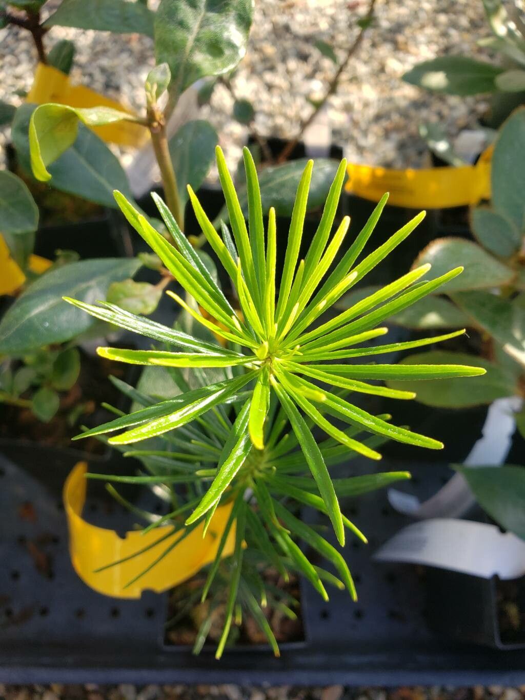 Rhododendron taxifolium — houseplant care guide