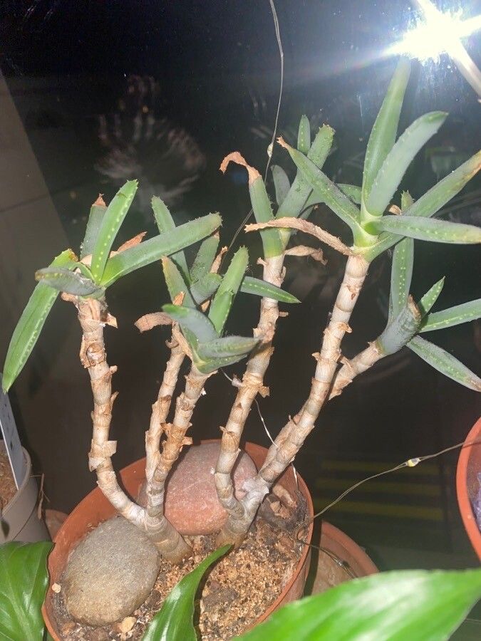 Aloe cremnophila leaf