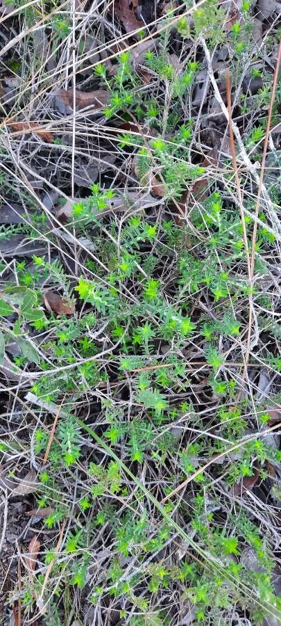 Coridothymus capitatus — search result for 'Thymus'