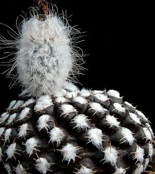 Eriosyce malleolata — houseplant care guide