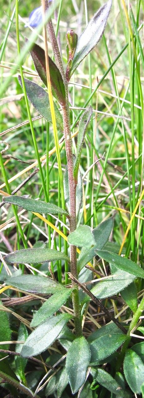 Polygala nicaeensis bark