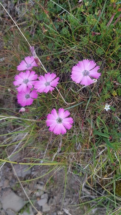 Dianthus pavonius fruit