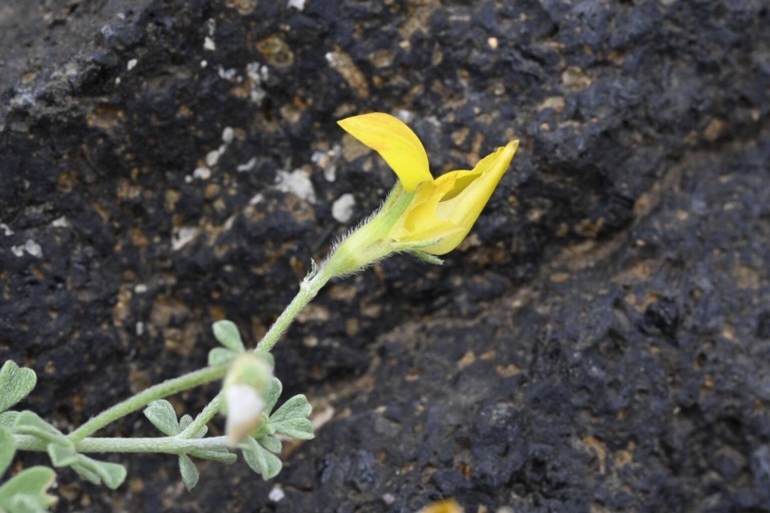 Lotus dumetorum flower