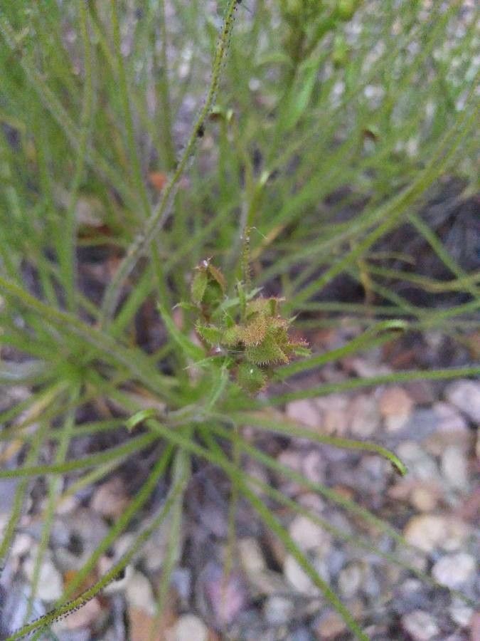 Drosophyllum lusitanicum flower