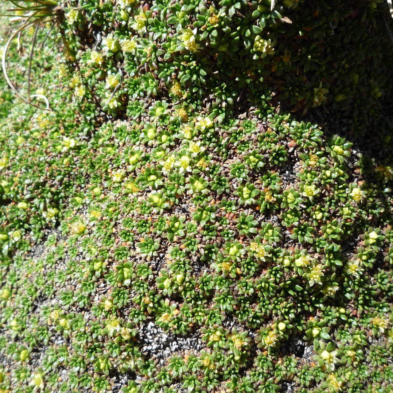 Azorella diapensioides — houseplant care guide