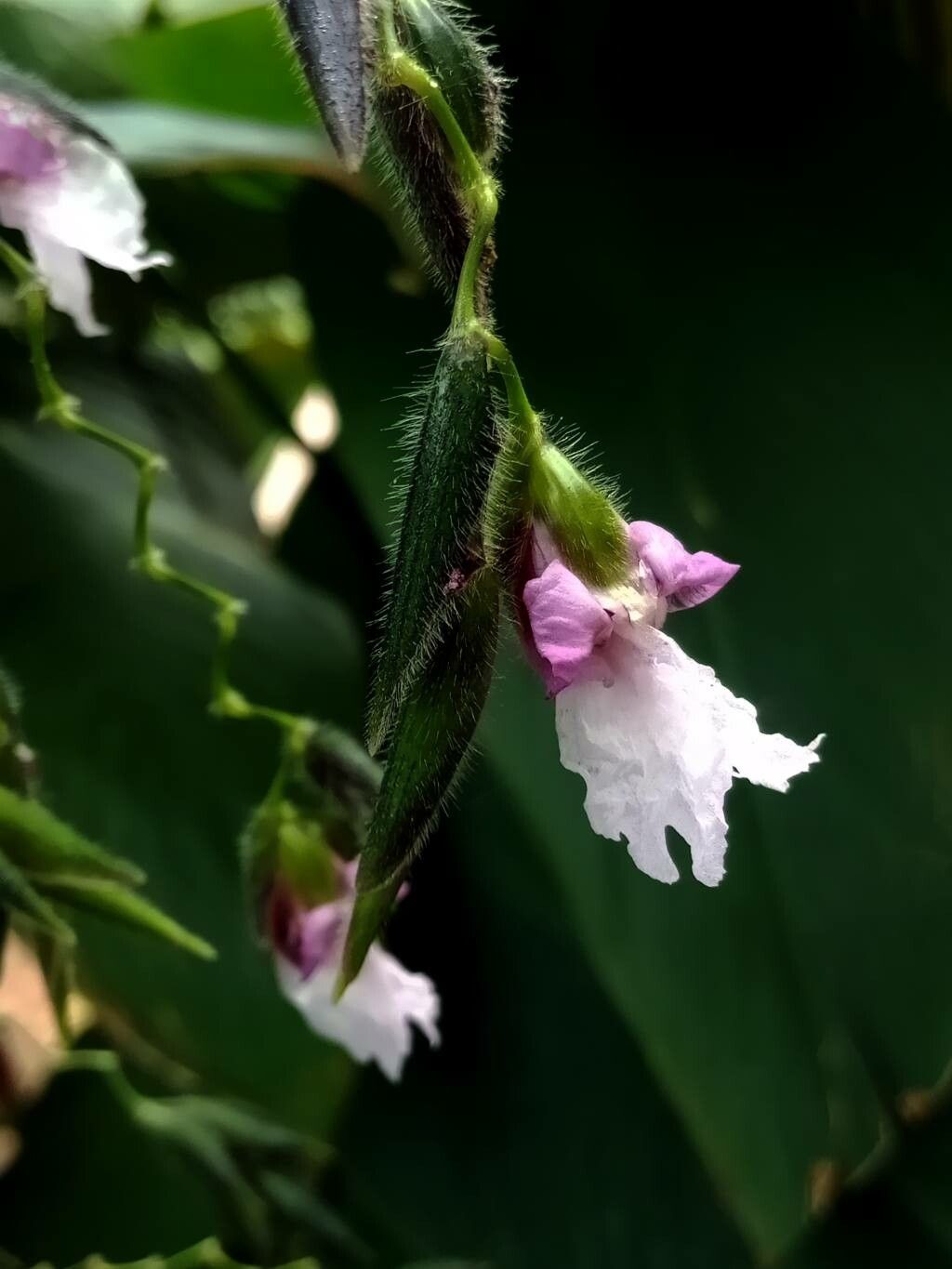 Thalia geniculata flower
