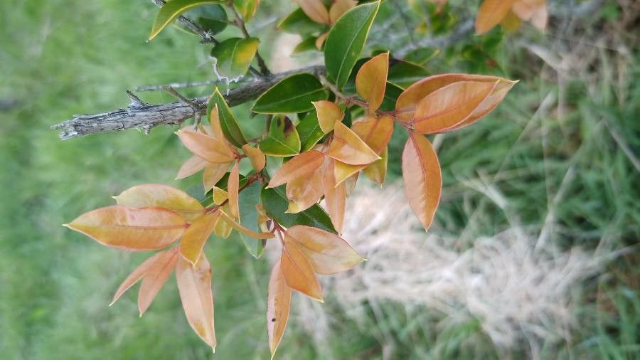 Amomyrtus luma — search result for 'Myrtaceae'