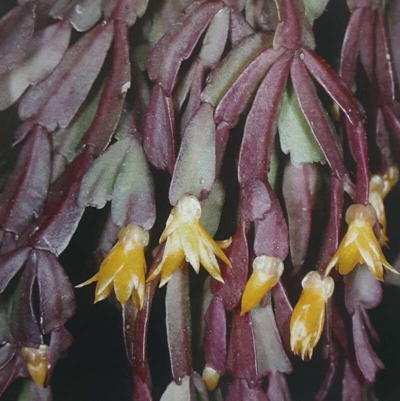 Schlumbergera lutea flower