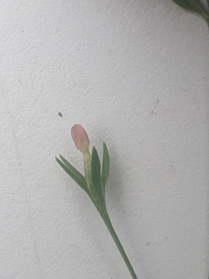 Exaculum pusillum — houseplant care guide