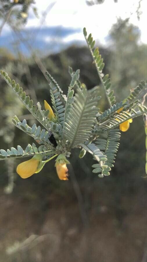 Sesbania sesban — search result for 'Sesbania'