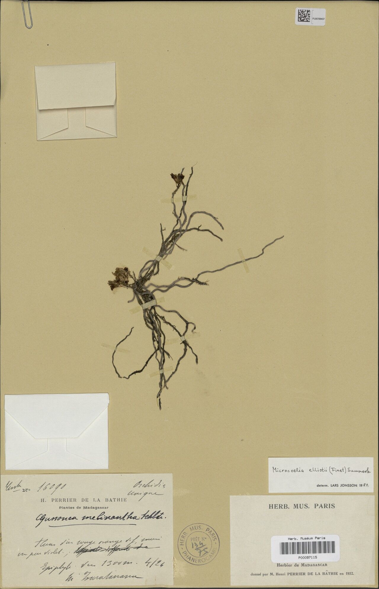 Microcoelia elliotii — houseplant care guide