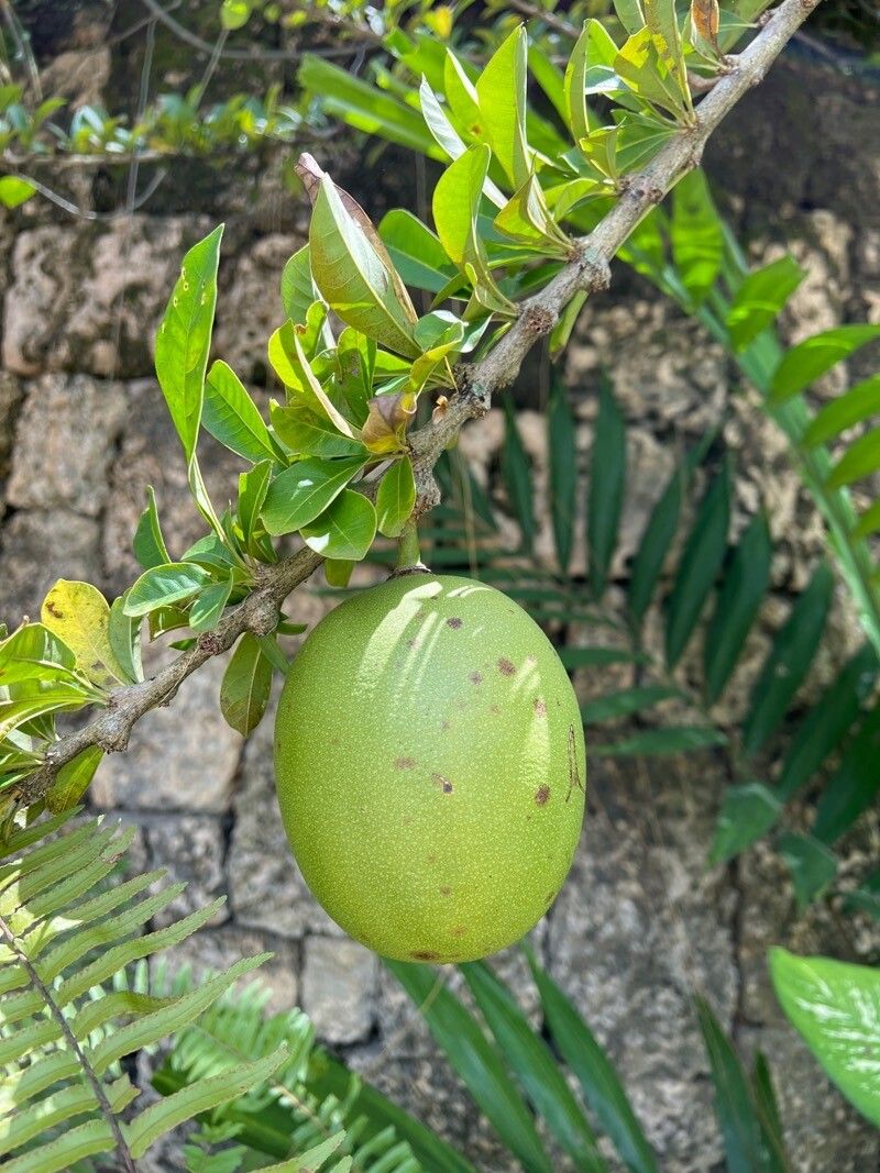 Crescentia mirabilis fruit