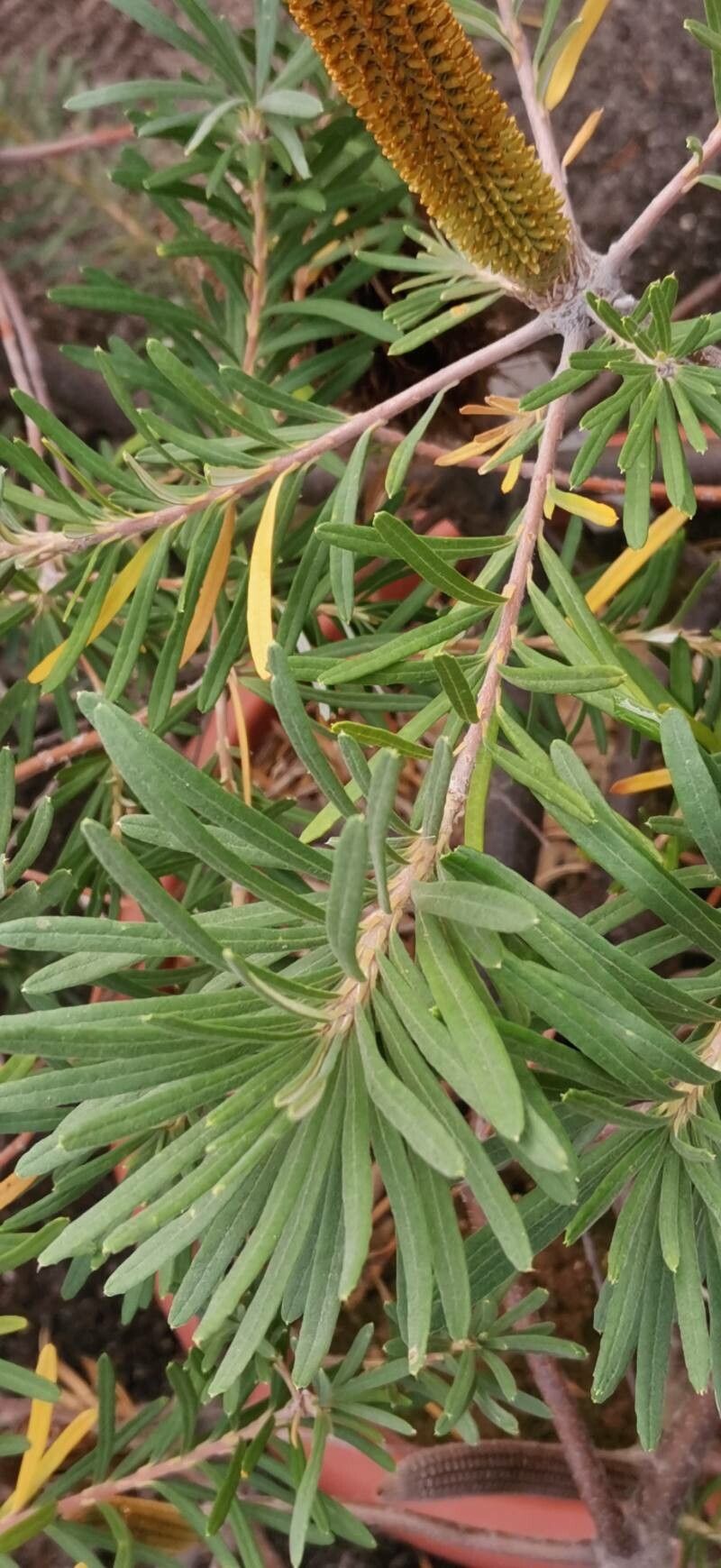 Banksia vincentia — houseplant care guide
