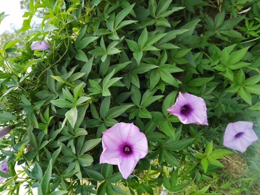 Ipomoea cairica flower