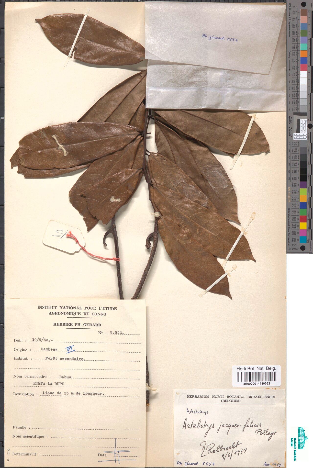 Artabotrys jacques-felicis — houseplant care guide