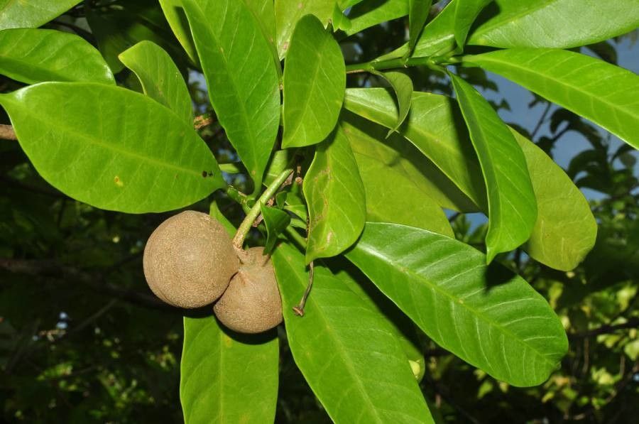 Voacanga africana — related species from the same genus