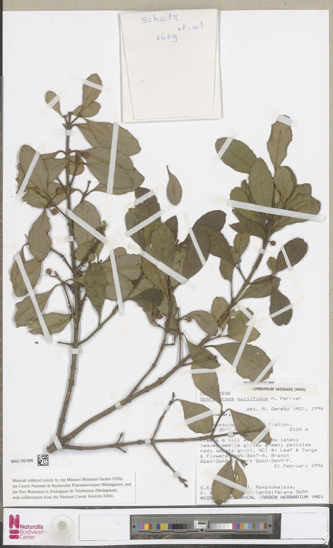 Garcinia multifida — houseplant care guide