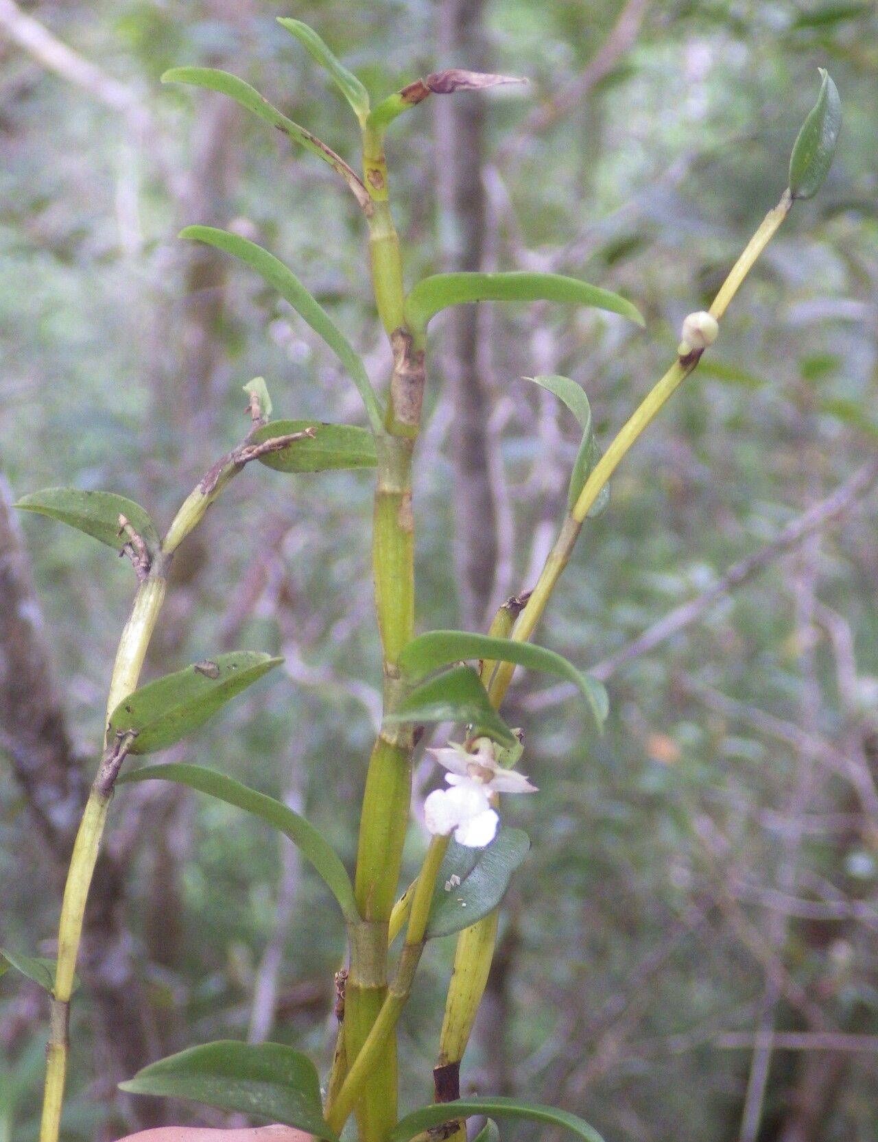 Dendrobium taeniocaule habit