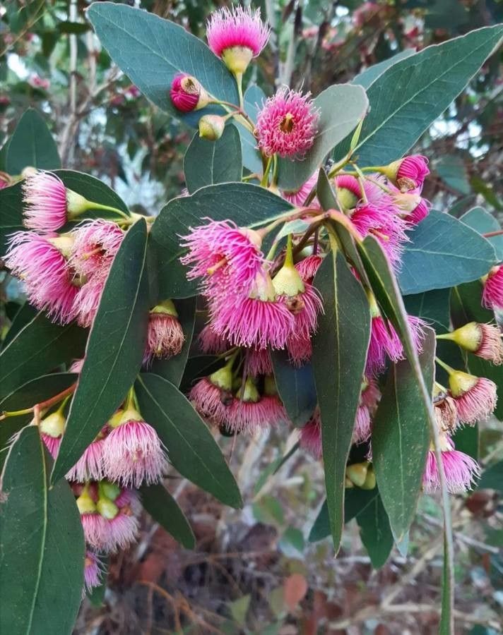 Eucalyptus leucoxylon flower
