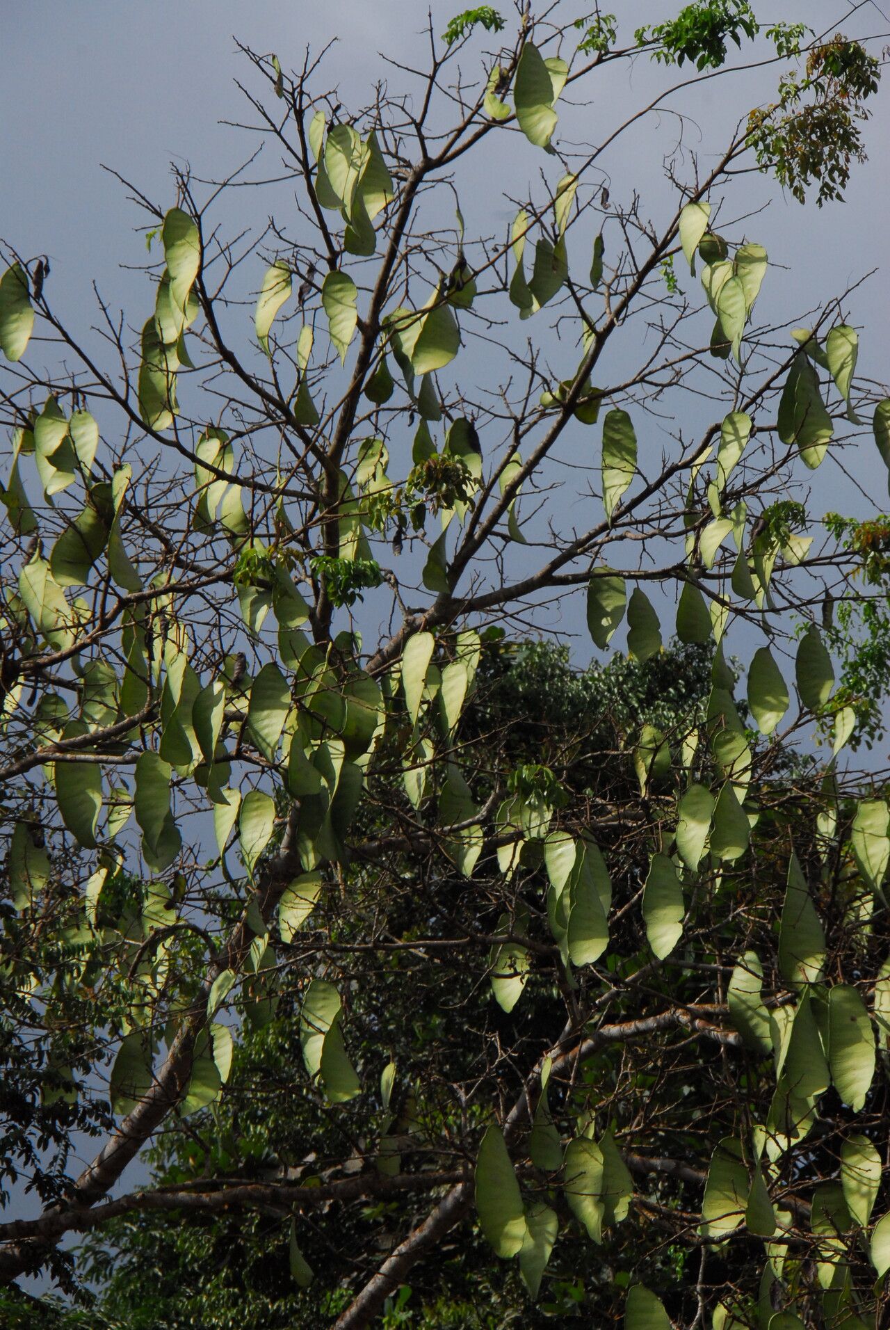 Fillaeopsis discophora habit