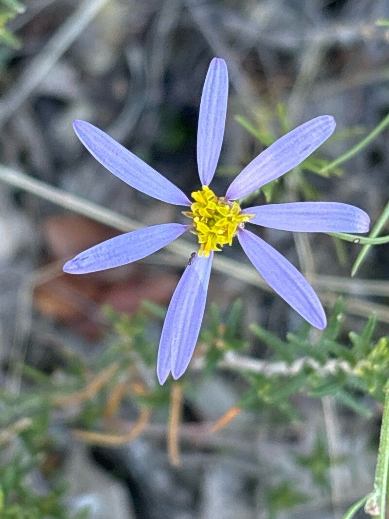 Galatella aragonensis flower