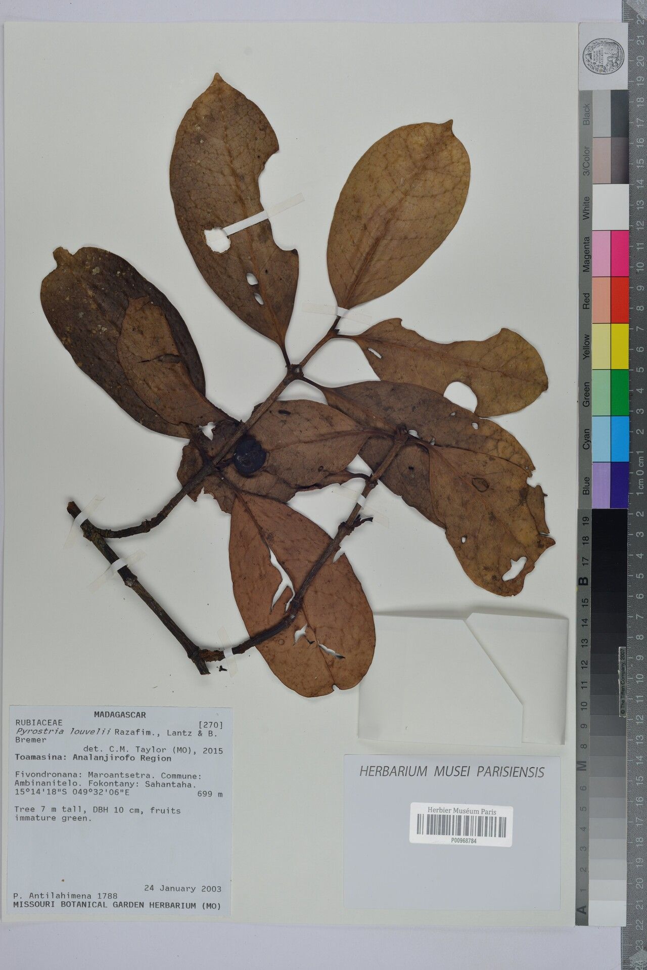 Pyrostria louvelii — houseplant care guide