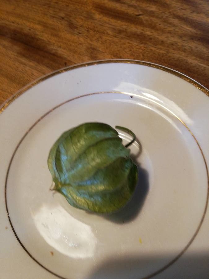 Physalis ixocarpa fruit
