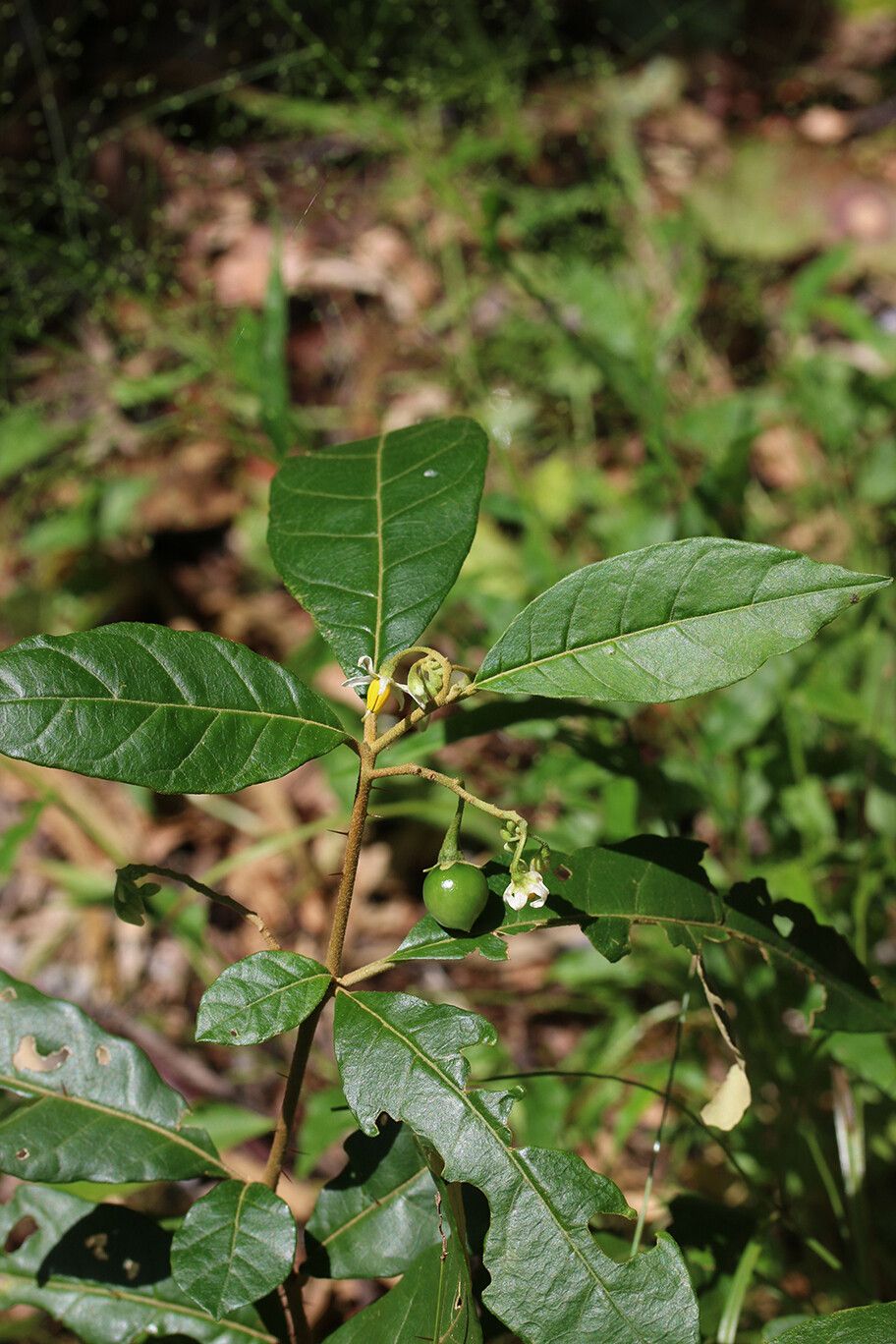 Solanum discolor habit