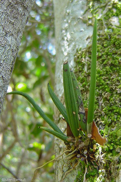 Dendrobium sylvanum habit