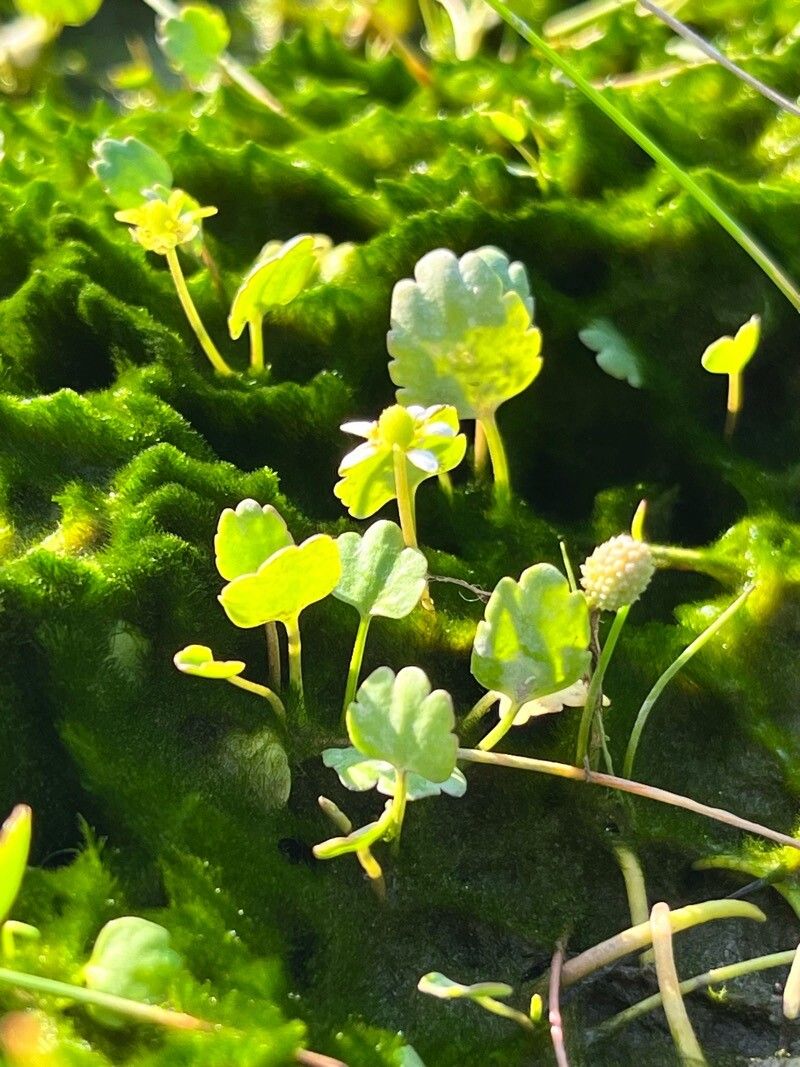 Halerpestes cymbalaria habit